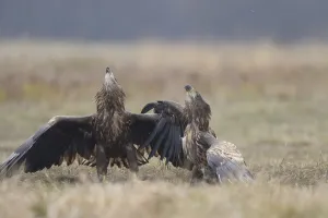 Two White-tailed Eagles (Haliaeetus albicilla) intimidating each other, while perching Two White-tailed Eagles (Haliaeetus albicilla) intimidating each other, while perching