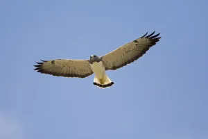 White-tailed Hawk (Buteo albicaudatus) flying, Rio Grande Valley, Texas White-tailed Hawk (Buteo albicaudatus) flying, Rio Grande Valley, Texas