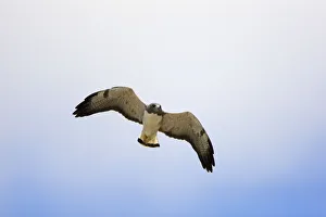 White-tailed Hawk (Buteo albicaudatus) flying, Rio Grande Valley, Texas