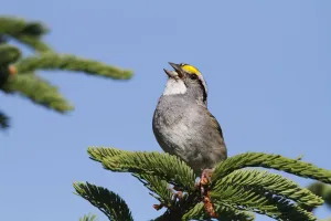 White-throated Sparrow (Zonotrichia albicollis) calling during breeding season, Canada