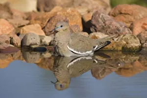 White-winged Dove (Zenaida asiatica) bathing, Green Valley, Arizona White-winged Dove (Zenaida asiatica) bathing, Green Valley, Arizona
