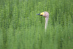 Whooper swan (Cygnus cygnus) in thickly vegetated pond, Tartu region, Estonia, Tartu region