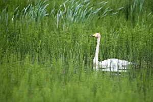Whooper swan (Cygnus cygnus) in thickly vegetated pond, Tartu region, Estonia, Tartu region