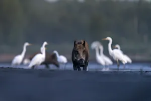 Wild Boar (Sus scrofa) with Great Egret (Ardea alba) foraging for fish in a drying fishpond, Valkenhorst nature reserve Wild Boar (Sus scrofa) with Great Egret (Ardea alba) foraging for fish in a drying fishpond, Valkenhorst nature reserve
