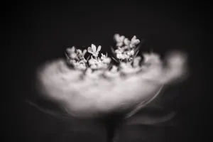 Artistic Prints: Wild Carrot flowers carried by blurred flower in the foreground