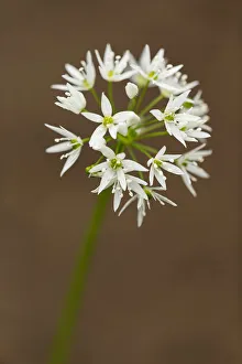 Macro Prints: Wild Garlic flower head, Yorkshire Dales, England