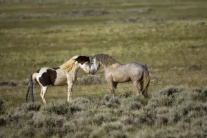 Wyoming Prints: Wild Horse (Equus caballus) pair nuzzling over fence, Wyoming