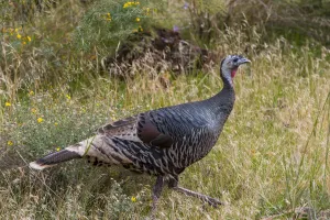 Utah Prints: Wild Turkey (Meleagris gallopavo), Zion National Park, Utah