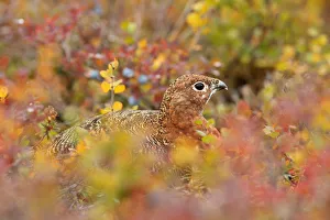 Willow Grouse (Lagopus lagopus) in colorful tundra, Denali National Park and Preserve Willow Grouse (Lagopus lagopus) in colorful tundra, Denali National Park and Preserve