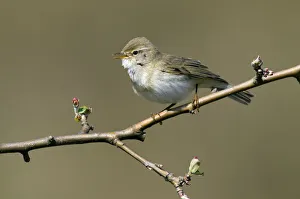 Willow Warbler (Phylloscopus trochilus) singing, Noord-Holland, The Netherlands Willow Warbler (Phylloscopus trochilus) singing, Noord-Holland, The Netherlands
