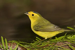 Wilsons Warbler (Cardellina pusilla) calling, Rio Grande Valley, Texas Wilsons Warbler (Cardellina pusilla) calling, Rio Grande Valley, Texas