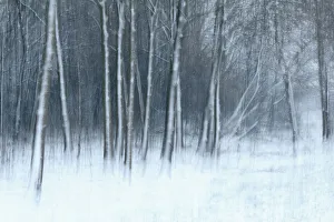 Trees Prints: Winter landscape impression with snow-covered trees