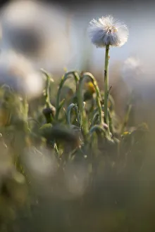 withered Coltsfoot (Tussilago farfara), The Netherlands, Noord-Holland withered Coltsfoot (Tussilago farfara), The Netherlands, Noord-Holland