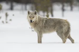Finland Prints: Wolf standing in the snow look to the camera, Finland