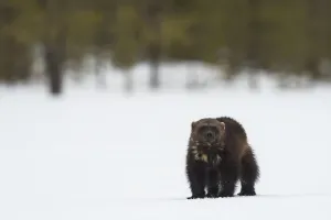 Finland Prints: Wolverine standing n the snow look to the camera, Finland