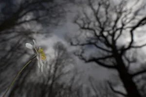 Wood Anemone (Anemone nemorosa) flower seen from a low angle with tree tops as background, Oud Poelgeest, Oestgeest, Zuid-Holland, The Netherlands - Winner in the Plants and Fungi category of the Groene Camera 2022 photo contest