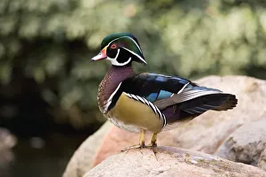 Waterfowl Prints: Wood Duck (Aix sponsa) male in breeding plumage, California