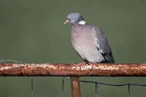 Wood Pigeon (Columba palumbus) perched on a fence, polder Arkemheen, The Netherlands Wood Pigeon (Columba palumbus) perched on a fence, polder Arkemheen, The Netherlands