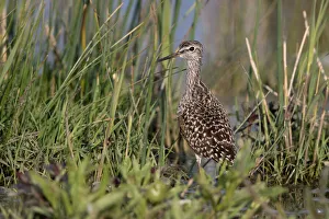 Wood Sandpiper (Tringa glareola) standing amidst vegetation, Lauwersmeer, Ezumakeeg, The Netherlands Wood Sandpiper (Tringa glareola) standing amidst vegetation, Lauwersmeer, Ezumakeeg, The Netherlands