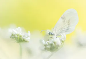 Insect Prints: Wood White (Leptidea sinapis) butterfly on flower
