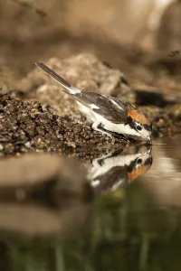 Shrikes Prints: Woodchat Shrike (Lanius senator), Castile-La Mancha, Spain
