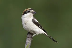 Portugal Prints: Woodchat Shrike (Lanius senator) female, Portugal