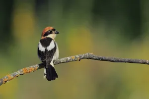 Shrikes Prints: Woodchat Shrike (Lanius senator) male, Andalusia, Spain