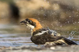Castile Prints: Woodchat Shrike (Lanius senator) male bathing, Castile-Leon, Spain