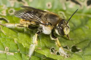 Wool Carder Bee (Anthidium manicatum) male, Den Helder, Noord-Holland, The Netherlands Wool Carder Bee (Anthidium manicatum) male, Den Helder, Noord-Holland, The Netherlands