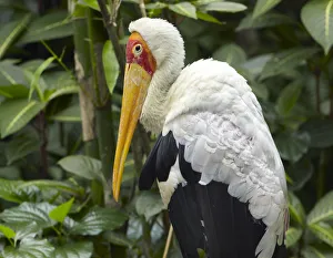 Singapore Prints: Yellow-billed Stork (Mycteria ibis), Jurong Bird Park, Singapore