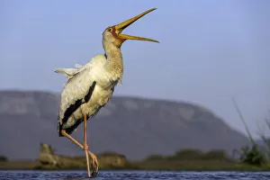 Yellow-billed stork (Mycteria ibis) calling, Mkuze, Kwazula-Natal, South-Africa Yellow-billed stork (Mycteria ibis) calling, Mkuze, Kwazula-Natal, South-Africa