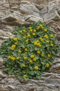 Yellow Rock Nettle (Eucnide bartonioides) flowering, Big Bend National Park, Texas Yellow Rock Nettle (Eucnide bartonioides) flowering, Big Bend National Park, Texas