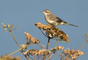 Summer Prints: Yellow Wagtail (Motacilla flava) perched on Common Hogweed (Heracleum sphondylium)