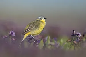 Zuid Holland Prints: Yellow Wagtail (Motacilla flava) sitting on a flowerbed of purple hyacinth, Zuid-Holland