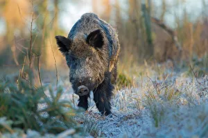 Woodland Prints: yes, Teutoburger wald, Melle, Niedersachsen, Germany