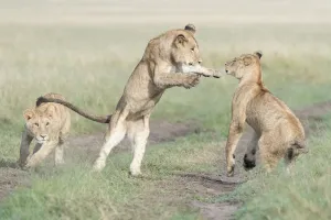 Three young African Lions (Panthera leo) playing together, Maasai Mara National Reserve Three young African Lions (Panthera leo) playing together, Maasai Mara National Reserve