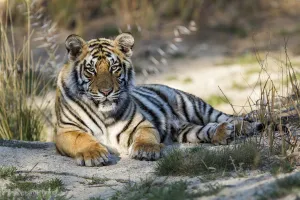 Young Bengal Tiger (Panthera tigris tigris) lying on the ground Young Bengal Tiger (Panthera tigris tigris) lying on the ground