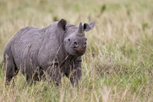 Young Black Rhinoceros (Diceros bicornis), Masai Mara National Park, Kenya Young Black Rhinoceros (Diceros bicornis), Masai Mara National Park, Kenya