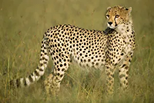 Portrait Prints: Young cheetah (Acinonyx jubatus) on savanna, Kenya, Masai Mara National Reserve