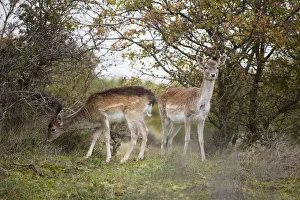 Autumn Prints: Two young fallow deer (Dama dama) fouraging in dune landscape, The Netherlands