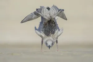 Young Herring Gull (Larus argentatus) behaves like a yoga instructor, The Netherlands Young Herring Gull (Larus argentatus) behaves like a yoga instructor, The Netherlands