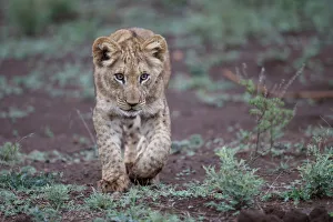 Young lion (Panthera leo) cub walking around in Zimanga Private Game Reserve in Kwa Zulu