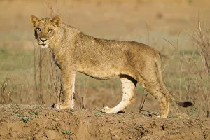 Young Lion (Panthera leo) male looking at the camera, Zimbabwe, Mashonaland Young Lion (Panthera leo) male looking at the camera, Zimbabwe, Mashonaland