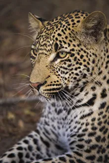 Young male Leopard (panthera pardus) close up gaze, South Africa, Mpumulanga Young male Leopard (panthera pardus) close up gaze, South Africa, Mpumulanga