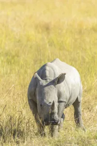 White Prints: Young of a White Rhinoceros (Ceratotherium simum) standing in grassland, South Africa