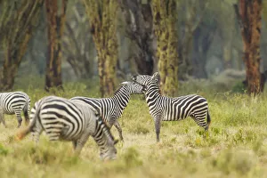 Mature Prints: Zebra (Equus quagga), boehmi sub-species, fighing, Kenya, Lake Nakuru National Park