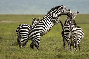 Hoofed Animal Prints: Zebra (Equus quagga) fighting, Ngorongoro Conservation Area, Tanzania