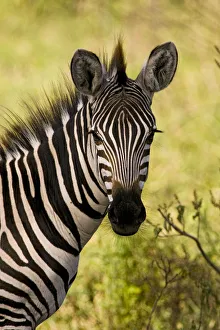 Zebra (Equus quagga), Lake Manyare, Tanzania