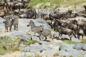 Mature Prints: Zebra (Equus quaggi) and Wildebeast (Connochaetes taurinus